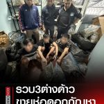 3名外国人在泰被捕!屋内藏有300多斤大麻用于销售-博彩交流-博彩策略-博彩论坛